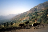 subsistance;subsistence;farming;primative;highlands;ethiopian;ploughs