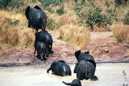 africa;african;africans;burkina-faso;elephant;elephants;pachyderm-;pachyderms;pond;ponds;pool;drinking;drink;wet;mamal;mamals;wildlife;wild;west-africa;africa