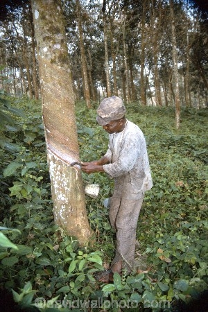 camerouns;cameroon;cameroons;cameroun;West-Africa;africa;african;plantation;plantation;tree;trees;forest;rubber;harvest;collect;latex;sticky;african;man;worker;tree;trunk;trunk;cut