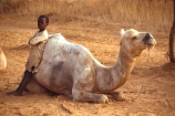 madougou;bandiagara;camels;tradition;traditional;culture;cultural;indigenous;african;africa;malian;mali;boy;camel