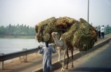 african;camel;camels;ships-of-the-desert;niger;niamey;load;heavy;grass;hay;straw;bridge;kennedy-bridge;sahel;west;africa;african-;traditional;tradition;culture;cultural;transport;cart;third-world;primative