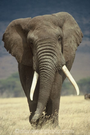 africa;african;animal;animals;elephants;east-africa;pachyderm;pachyderms;wildlife;wild;trunk;tusk;tusks;Loxodonta-africana;ivory;game-park;game-parks;safari;safaris;game-viewing;rift-valley;threatened;endangered