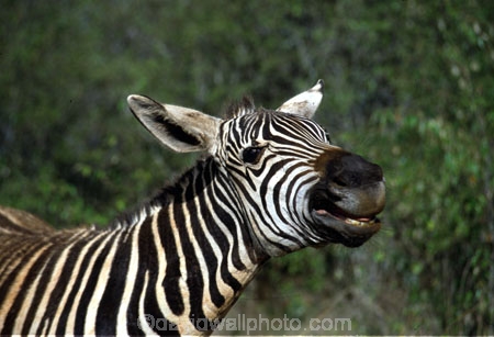 east-africa;africa;african;animal;animals;mammal;wild;wildlife;zoology;plain;plains;savannah;savanna;savanah;savana;grasslands;game-park;game-parks;stripes;black-and-white;stripe;striped;zebras;Equus-burchelli;mouth;mouths;yell;yelling;shout;shouts;shouting;yells;safari;safaris;game-viewing