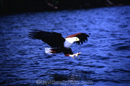 bird;birds;africa;african;animal;animals;feather;feathers;nature;wild;wildlife;safari;safaris;game-viewing;fisheagle;fish_eagle;fishing;fly;flying;flies;wing;wings;talon;talons;claws;claw;Haliaeetus-vocifer;visarend;African-fish-eagle;world-heritage-area
