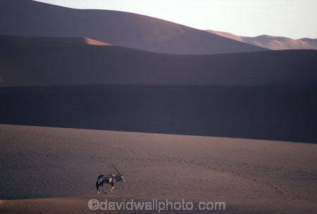 Animal;Animals;Antelope;Antelopes;Daytime;Gemsbok;Horn;Horns;Mammal;Mammals;Nature;One;One-animal;Oryx;Oryx-gazella;Outdoor;Outdoors;Outside;Wild;Wildlife;alone;lonely;single;wilderness;desert;deserts;sand;dune;dunes;sand-dunes;sand_dunes;sand_dune;expanse;journey;oryxs;oryxes;gemsboks;Gemsbok;Oryx-gazella