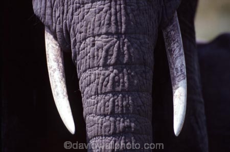 africa;african;animal;animals;elephant;elephants;african-elephant;african-elephants;jumbo;pachyderm;pachyderms;wildlife;wild;mammal;mammals;large;big;enormous;trunk;trunks;Loxodonta-africana;Ivory;tusk;tusks;game-park;game-parks;safari;safaris;game-viewing;threatened;endangered;nose;noses;national-park;national-parks;ear;ears;skin;herbivore;herbivores;reserve;reserves;Masai-Mara;masai;maasai;masai-mara-National-Reserve;Kenya;kenyan;east-africa