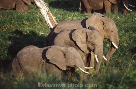 africa;african;animal;animals;elephant;elephants;african-elephant;african-elephants;jumbo;pachyderm;pachyderms;wildlife;wild;mammal;mammals;large;big;enormous;trunk;trunks;Loxodonta-africana;Ivory;tusk;tusks;game-park;game-parks;safari;safaris;game-viewing;threatened;endangered;nose;noses;national-park;national-parks;ear;ears;skin;herbivore;herbivores;three;reserve;reserves;Masai-Mara;masai;maasai;masai-mara-National-Reserve;Kenya;kenyan;east-africa