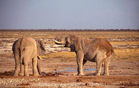 africa;african;animal;animals;elephant;elephants;african-elephant;african-elephants;jumbo;pachyderm;pachyderms;wildlife;wild;mammal;mammals;large;big;enormous;trunk;trunks;Loxodonta-africana;Ivory;tusk;tusks;game-park;game-parks;safari;safaris;game-viewing;threatened;endangered;nose;noses;national-park;national-parks;ear;ears;skin;herbivore;herbivores;salt-pan;salt-pans;Etosha-Pan-National-Park;etosha-np;etosha;etosha-national-park;Namibia;namibian;south-west-africa;dry;dusty;dust;thirst;thirsty;desert;deserts;arid;pair;two