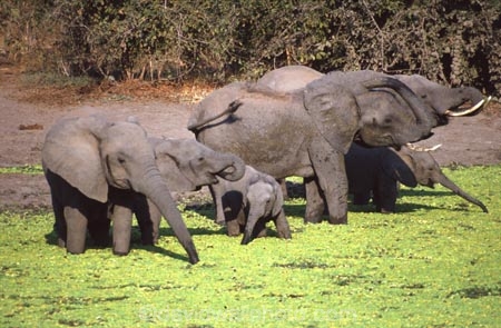 africa;african;animal;animals;elephant;elephants;african-elephant;african-elephants;jumbo;pachyderm;pachyderms;wildlife;wild;mammal;mammals;large;big;enormous;trunk;trunks;Loxodonta-africana;Ivory;tusk;tusks;game-park;game-parks;safari;safaris;game-viewing;threatened;endangered;nose;noses;national-park;national-parks;ear;ears;skin;herbivore;herbivores;drink;drinks;drinking;thirst;thirsty;South-Luangwa-National-Park;south-luangwa-np;south-luangwa;luangwa;luangwa-valley;Zambia;zambian;mud;muddy;wet;mud-hole;water-hole;water-holes;mud-holes;southern-africa