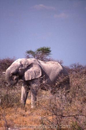 africa;african;animal;animals;elephant;elephants;african-elephant;african-elephants;jumbo;pachyderm;pachyderms;wildlife;wild;mammal;mammals;large;big;enormous;trunk;trunks;Loxodonta-africana;Ivory;tusk;tusks;game-park;game-parks;safari;safaris;game-viewing;threatened;endangered;nose;noses;national-park;national-parks;ear;ears;skin;herbivore;herbivores;Etosha-Pan-National-Park;etosha-np;etosha;etosha-national-park;Namibia;namibian;south-west-africa;dry;dusty;dust;arid;hot