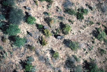 africa;african;animal;animals;elephant;elephants;african-elephant;african-elephants;jumbo;pachyderm;pachyderms;wildlife;wild;mammal;mammals;large;big;enormous;trunk;trunks;Loxodonta-africana;Ivory;tusk;tusks;game-park;game-parks;safari;safaris;game-viewing;threatened;endangered;nose;noses;national-park;national-parks;ear;ears;skin;herbivore;herbivores;aerial;aerials;Zambezi-National-Park;zambezi;zambezi-np;Zimbabwe;zimbabwean;zimbabwian;above;herd;herds;savanah;savana;savannah;savanna