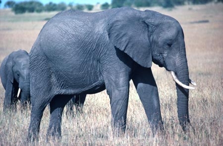 africa;african;animal;animals;elephant;elephants;african-elephant;african-elephants;jumbo;pachyderm;pachyderms;wildlife;wild;mammal;mammals;large;big;enormous;trunk;trunks;Loxodonta-africana;Ivory;tusk;tusks;game-park;game-parks;safari;safaris;game-viewing;threatened;endangered;nose;noses;national-park;national-parks;ear;ears;skin;herbivore;herbivores;reserve;reserves;Masai-Mara;masai;maasai;masai-mara-National-Reserve;Kenya;kenyan