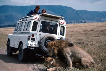 east-africa;africa;african;animal;animals;mammal;mammals;wild;wildlife;zoology;plain;plains;savannah;savanna;savanah;savana;grassland;grasslands;game-park;game-parks;cat;cats;feline;felines;predator;predators;carnivore;carnivores;lions;lion;Panthera-leo;safari;safaris;game-viewing;rift-valley;reserve;reserves;ngorongoro-crater;ngorongoro-conservation-area;tanzania;tanzanian;mate;mating;intercourse;sex;copulate;copulation;copulating;male;males;female;females;mane;manes;landrover;landrovers;four-wheel-drive;four-wheel-dives;4wd;4wds;4x4;4x4s;tourists;tourist;game-view
