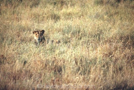 east-africa;africa;african;animal;animals;mammal;mammals;wild;wildlife;zoology;plain;plains;savannah;savanna;savanah;savana;grassland;grasslands;game-park;game-parks;cat;cats;feline;felines;predator;predators;carnivore;carnivores;lions;lion;Panthera-leo;safari;safaris;game-viewing;rift-valley;reserve;reserves;female;lioness;lionesses;females;hidden;hide;camouflage;camouflaged;hunt;hunting;hunter;hunters;serengeti;serengeti-national-park;tanzania;tanzanian;serengeti-np