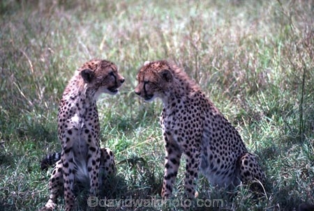 Acinonyx-jubatus;duma;felidae;acinonychinae;africa;african;animal;animals;cat;cats;cheetah;cheetahs;feline;felines;mammal;mammals;nature;predator;predators;hunt;hunter;spotted;spots;spot;fur;southern-africa;fast;fastest;wildlife;wild;zoology;safari;safaris;game-viewing;game-park;game-parks;national-park;national-parks;threatened;endangered;masai-mara-national-reserve;masai-mara;maasai-mara;maasai;masai;cub;cubs;young;pair;two