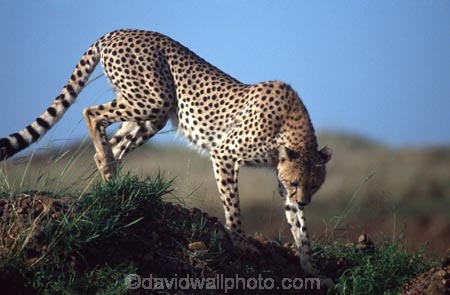 Acinonyx-jubatus;duma;felidae;acinonychinae;africa;african;animal;animals;cat;cats;cheetah;cheetahs;feline;felines;mammal;mammals;nature;predator;predators;hunt;hunter;spotted;spots;spot;fur;southern-africa;fast;fastest;wildlife;wild;zoology;safari;safaris;game-viewing;game-park;game-parks;national-park;national-parks;threatened;endangered;masai-mara-national-reserve;masai-mara;maasai-mara;maasai;masai