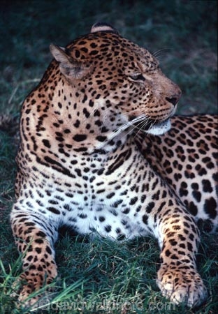 africa;african;animal;animals;mammal;mammals;nature;predator;predators;fur;wildlife;wild;zoology;safari;safaris;game-viewing;carnivore;carnivores;omnivores;omnivore;plain;plains;game-park;game-parks;panthera-pardus;spot;spots;spotted;tree;trees;kill;impalas;eat;cat;cats;feline;felines;hunter;hunters;tanzania;tanzanian