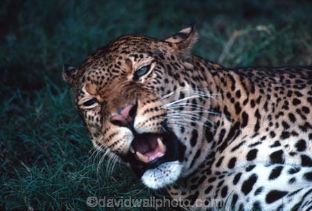 africa;african;animal;animals;mammal;mammals;nature;predator;predators;fur;wildlife;wild;zoology;safari;safaris;game-viewing;carnivore;carnivores;omnivores;omnivore;plain;plains;game-park;game-parks;panthera-pardus;spot;spots;spotted;tree;trees;kill;impalas;eat;cat;cats;feline;felines;hunter;hunters;teeth;face;danger;dangerous