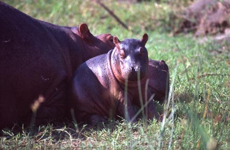 hippo;hippopotamus;hippopotami;hippopotamus-amphibius;hippos;mammal;mammals;wild;wildlife;animal;animals;africa;african;east-africa;danger;dangerous;rift-valley;pachyderm;pachyderms;amphibian;amphibious;ngorongoro-crater;ngorongoro;ngorongoro-consevation-area;tanzania;tanzanian;baby;babies