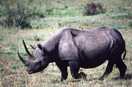 safari;safaris;game-viewing;rhinos;rhino;rhinoceros;rhinoceroses;pachyderm;pachyderms;Diceros-bicornis;hook_lipped-rhinoceros;hook-lipped-rhinoceros;game-park;game-parks;national-park;national-parks;africa;african;animal;animals;wild;wildlife;zoology;endangered;mammal;mammals;threatened;horn;horns;poaching;rift-valley;masai-mara-national-reserve;masai-mara;maasai-mara;masai;maasai;kenya;kenyan