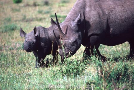 safari;safaris;game-viewing;rhinos;rhino;rhinoceros;rhinoceroses;pachyderm;pachyderms;Diceros-bicornis;hook_lipped-rhinoceros;hook-lipped-rhinoceros;game-park;game-parks;national-park;national-parks;africa;african;animal;animals;wild;wildlife;zoology;endangered;mammal;mammals;threatened;horn;horns;poaching;rift-valley;masai-mara-national-reserve;masai-mara;maasai-mara;masai;maasai;kenya;kenyan;baby;babies;calf;calves
