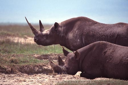 safari;safaris;game-viewing;rhinos;rhino;rhinoceros;rhinoceroses;pachyderm;pachyderms;Diceros-bicornis;hook_lipped-rhinoceros;hook-lipped-rhinoceros;game-park;game-parks;national-park;national-parks;africa;african;animal;animals;wild;wildlife;zoology;endangered;mammal;mammals;threatened;horn;horns;poaching;rift-valley;ngorongoro-crater;ngorongoro-conservation-area;tanzania;tanzanian;ngorongoro;two;pair