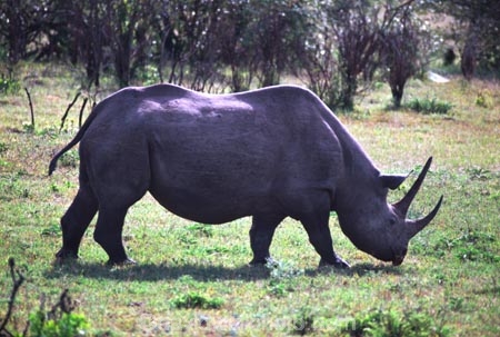 safari;safaris;game-viewing;rhinos;rhino;rhinoceros;rhinoceroses;pachyderm;pachyderms;Diceros-bicornis;hook_lipped-rhinoceros;hook-lipped-rhinoceros;game-park;game-parks;national-park;national-parks;africa;african;animal;animals;wild;wildlife;zoology;endangered;mammal;mammals;threatened;horn;horns;poaching;rift-valley;masai-mara-national-reserve;masai-mara;maasai-mara;masai;maasai;kenya;kenyan