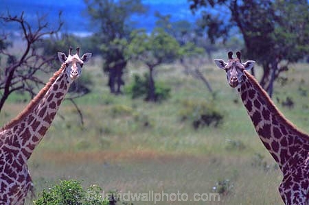 Giraffa-camelopardalis;east-africa;africa;african;animal;animals;giraffe;giraffes;mammal;wild;wildlife;zoology;long-neck;tall;height;plain;plains;savannah;savanna;savanah;savana;grasslands;game-park;game-parks;safari;safaris;game-viewing;national-park;national-parks;Mikumi-National-Park;mikumi;Tanzania;tanzanian;two;pair;mirror-image