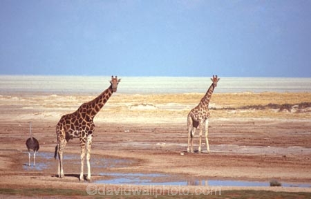 Giraffa-camelopardalis;east-africa;africa;african;animal;animals;giraffe;giraffes;mammal;wild;wildlife;zoology;long-neck;tall;height;plain;plains;savannah;savanna;savanah;savana;grasslands;game-park;game-parks;safari;safaris;game-viewing;national-park;national-parks;etosha-pan;etosha;etosha-national-park;namibia;namibian;ostrich;ostriches