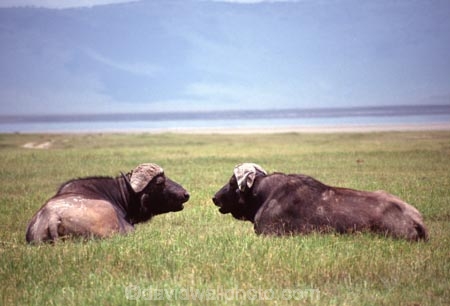 africa;african;animal;animals;east-africa;wildlife;wild;game-park;game-parks;safari;safaris;game-viewing;buffalos;bufalo;water-buffalo;horns;cape-buffalo;Syncerus-caffer;rift-valley;ngorongoro-crater;ngorongoro-conservation-area;tanzania;tanzanian;ngorongoro;pair;two;couple;chat;chatting;talk