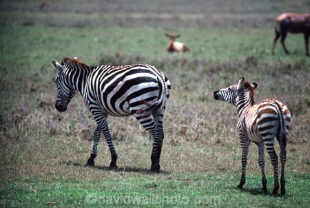 east-africa;africa;african;animal;animals;mammal;wild;wildlife;zoology;plain;plains;savannah;savanna;savanah;savana;grasslands;game-park;game-parks;game-viewing;safari;safaris;stripes;black-and-white;stripe;striped;zebra;zebras;Equus-burchelli;rift-valley;ngorongoro-crater;ngorongoro-conservation-area;tanzania;tanzanian;ngorongoro;baby;babies;calf;calves;mother;mothers