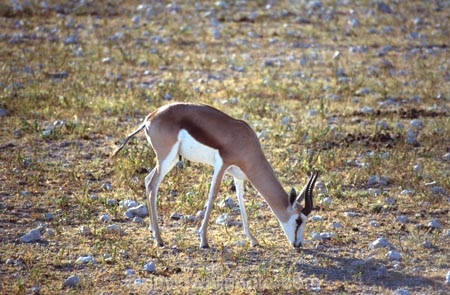 africa;african;antelope;antelopes;animal;animals;wild;wildlife;game-park;game-parks;safari;safaris;game-viewing;grass;grassland;grasslands;mammal;mammals;nature;savanna;savannah;savana;savanah;herd;herds;herbovore;herbovores;springbok;springboks;springbuck;springbucks;springbocks;springbock;Antidorcas-marsupialis;etosha-national-park;etosha;national-park;national-parks;namibia;namibian;southern-africa;south-west-africa;etosha-pan;salt-pan;salt-pans