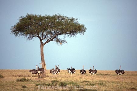 bird;birds;africa;african;animal;animals;feather;feathers;nature;wild;wildlife;safari;safaris;game-viewing;bird-spotting;Struthio-camelus;Ostrich;ostriches;Masai-Mara-National-Reserve;masai-mara;maasai-mara;masai;maasai;Kenya;kenyan;savannah;savanah;savanna;savana;East-Africa;rift-valley;tree;trees;acacia;acacias;plain;plains