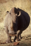 safari;safaris;game-viewing;rhinos;rhinoceros;rhinoceroses;pachyderm;pachyderms;Ceratotherium-simumsimum;white-rhinoceros;square_lipped-rhinoceros;square-lipped-rhinoceros;game-park;game-parks;national-park;africa;african;animal;animals;wild;wildlife;southern-white-rhinoceros;zoology;endangered;mammal;mammals;threatened;horn;poaching,