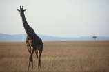 Giraffa-camelopardalis;east-africa;africa;african;animal;animals;giraffes;mammal;wild;wildlife;zoology;long-neck;tall;height;plain;tree;plains;savannah;savanna;savanah;savana;grasslands;game-park;game-parks;safari;safaris;game-viewing;rift-valley