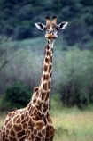 Giraffa-camelopardalis;east-africa;africa;african;animal;animals;giraffes;mammal;wild;wildlife;zoology;long-neck;tall;height;savannah;savanna;savanah;savana;grasslands;game-park;game-parks;safari;safaris;game-viewing;rift-valley