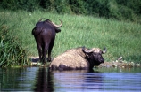africa;african;animal;animals;east-africa;wildlife;wild;game-park;game-parks;safari;safaris;game-viewing;buffalos;bufalo;water-buffalo;horns;cape-buffalo;Syncerus-caffer