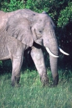 africa;african;animal;animals;elephant;elephants;african-elephant;african-elephants;jumbo;pachyderm;pachyderms;wildlife;wild;mammal;mammals;large;big;enormous;trunk;trunks;Loxodonta-africana;Ivory;tusk;tusks;game-park;game-parks;safari;safaris;game-viewing;threatened;endangered;nose;noses;national-park;national-parks;ear;ears;skin;herbivore;herbivores;reserve;reserves;Masai-Mara;masai;maasai;masai-mara-National-Reserve;Kenya;kenyan