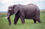 africa;african;animal;animals;elephant;elephants;african-elephant;african-elephants;jumbo;pachyderm;pachyderms;wildlife;wild;mammal;mammals;large;big;enormous;trunk;trunks;Loxodonta-africana;Ivory;tusk;tusks;game-park;game-parks;safari;safaris;game-viewing;threatened;endangered;nose;noses;national-park;national-parks;ear;ears;skin;herbivore;herbivores;reserve;reserves;Masai-Mara;masai;maasai;masai-mara-National-Reserve;Kenya;kenyan;grassland;grasslands;savanna;savannah;savana;savanah