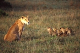 east-africa;africa;african;animal;animals;mammal;mammals;wild;wildlife;zoology;plain;plains;savannah;savanna;savanah;savana;grassland;grasslands;game-park;game-parks;cat;cats;feline;felines;predator;predators;carnivore;carnivores;lions;lion;Panthera-leo;pride-leader;dominant;safari;safaris;game-viewing;rift-valley;masai-mara-national-reserve;masai-mara;maasai;maasai-mara;kenya;kenyan;reserve;reserves;female;females;lioness;lionesses;mother;mothers;mom;mum;cub;cubs;protect;babies;baby