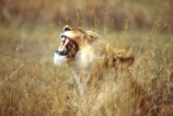 east-africa;africa;african;animal;animals;mammal;mammals;wild;wildlife;zoology;plain;plains;savannah;savanna;savanah;savana;grassland;grasslands;game-park;game-parks;cat;cats;feline;felines;predator;predators;carnivore;carnivores;lions;lion;Panthera-leo;pride-leader;dominant;roar;yawn;yawning;teeth;tooth;canines;bite;hungry;hunger;lazy;laziness;roaring;sleepy;tired;sleepiness;mouth;mouths;yell;yelling;shout;shouts;shouting;yells;safari;safaris;game-viewing;rift-valley;reserve;reserves;grass;camoufage;camouflaged;grimace;grimacing;ngorongoro-conservation-area;ngorongoro-crater;ngorongoro;crater;tanzania;tanzanian;lioness;lionesses;female;females