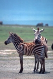 east-africa;africa;african;animal;animals;mammal;wild;wildlife;zoology;plain;plains;savannah;savanna;savanah;savana;grasslands;game-park;game-parks;game-viewing;safari;safaris;stripes;black-and-white;stripe;striped;zebra;zebras;Equus-burchelli;rift-valley;ngorongoro-crater;ngorongoro-conservation-area;tanzania;tanzanian;ngorongoro;baby;babies;calf;calves