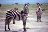 east-africa;africa;african;animal;animals;mammal;wild;wildlife;zoology;plain;plains;savannah;savanna;savanah;savana;grasslands;game-park;game-parks;game-viewing;safari;safaris;stripes;black-and-white;stripe;striped;zebra;zebras;Equus-burchelli;rift-valley;ngorongoro-crater;ngorongoro-conservation-area;tanzania;tanzanian;ngorongoro