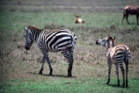 east-africa;africa;african;animal;animals;mammal;wild;wildlife;zoology;plain;plains;savannah;savanna;savanah;savana;grasslands;game-park;game-parks;game-viewing;safari;safaris;stripes;black-and-white;stripe;striped;zebra;zebras;Equus-burchelli;rift-valley;ngorongoro-crater;ngorongoro-conservation-area;tanzania;tanzanian;ngorongoro;baby;babies;calf;calves;mother;mothers
