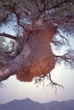 Sociable-Weavers;nests;nest;Namibia;namibian;Africa;african;Philetairus-socius;community;communities;ecosystem;ecosystems;south-west-africa;southern-africa;bird;birds;animal;animals;feather;feathers;nature;wild;wildlife;safari;safaris;game-viewing;tree;trees;nesting