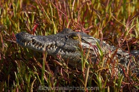 Africa;animal;animals;Botswana;croc;crocodile;crocodiles;Crocodylus-niloticus;crocs;delta;deltas;Endorheic-basin;Guma-Lagoon;inland-delta;internal-drainage-systems;Nile-crocodile;Nile-crocodiles;Okavango;Okavango-Delta;Okavango-Swamp;reptile;reptiles;river-delta;Seven-Natural-Wonders-of-Africa;Southern-Africa;wildlife