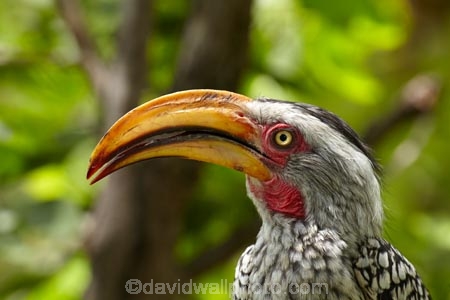 Africa;African;Animal;animals;avian;bill;bills;bird;bird-spotting;bird-watching;bird_watching;birds;Botswana;eco-tourism;eco_tourism;ecotourism;Fauna;Flying-Banana;game-park;game-parks;game-reserve;game-reserves;Hornbill;Hornbills;Moremi;Moremi-Game-Reserve;Moremi-Reserve;national-park;national-parks;Natural;Nature;Ornithology;park;parks;reserve;reserves;safari;safaris;Southern-Africa;Southern-Yellow_billed-Hornbill;Southern-Yellow_billed-Hornbills;Tockus-leucomelas;widlife-parks;wild;wildlife;wildlife-park;wildlife-parks;wildlife-reserve;wildlife-reserves;Yellow-billed-Hornbill;Yellow-billed-Hornbills;Yellow_billed-Hornbill;Yellow_billed-Hornbills