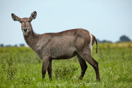 Africa;African;animal;animals;antelope;antelopes;Botswana;Chobe-N.P.;Chobe-National-Park;Chobe-NP;Chobe-River;Chobe-River-boat-trip;Chobe-River-boat-trips;Chobe-River-cruise;Chobe-River-cruises;common-waterbuck;common-waterbucks;ellipsen-waterbuck;ellipsen-waterbucks;female;Kasane;Kobus-ellipsiprymnus;Kobus-ellipsiprymnus-ellipsiprymnus;male;mammal;mammals;national-park;national-parks;natural;nature;reserve;reserves;safari;safaris;Southern-Africa;water-buck;water-bucks;Waterbick;waterbuck;waterbucks;wild;wilderness;wildlife;wildlife-park;wildlife-parks;wildlife-reserve;wildlife-reserves