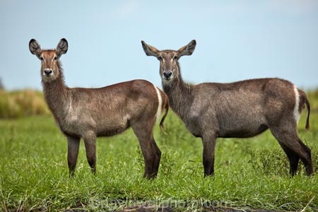 Africa;African;animal;animals;antelope;antelopes;Botswana;Chobe-N.P.;Chobe-National-Park;Chobe-NP;Chobe-River;Chobe-River-boat-trip;Chobe-River-boat-trips;Chobe-River-cruise;Chobe-River-cruises;common-waterbuck;common-waterbucks;ellipsen-waterbuck;ellipsen-waterbucks;female;Kasane;Kobus-ellipsiprymnus;Kobus-ellipsiprymnus-ellipsiprymnus;male;mammal;mammals;national-park;national-parks;natural;nature;reserve;reserves;safari;safaris;Southern-Africa;water-buck;water-bucks;Waterbick;waterbuck;waterbucks;wild;wilderness;wildlife;wildlife-park;wildlife-parks;wildlife-reserve;wildlife-reserves