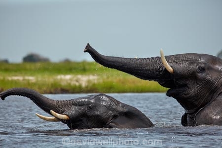 Africa;African;African-elephant;African-elephants;animal;animals;Botswana;Chobe-N.P.;Chobe-National-Park;Chobe-NP;Chobe-River;Chobe-River-Front;Chobe-River-Front-Region;Chobe-River-Region;Chobe-waterfront;copulate;copulating;copulation;coupling;elephant;elephants;intercourse;Kasane;Loxodonta-africana;mammal;mammals;mating;national-park;national-parks;natural;nature;pachyderm;pachyderms;pairing;reserve;reserves;river;rivers;safari;safaris;sex;Southern-Africa;trunk;trunks;tusk;tusks;water;wild;wilderness;wildlife;wildlife-park;wildlife-parks;wildlife-reserve;wildlife-reserves
